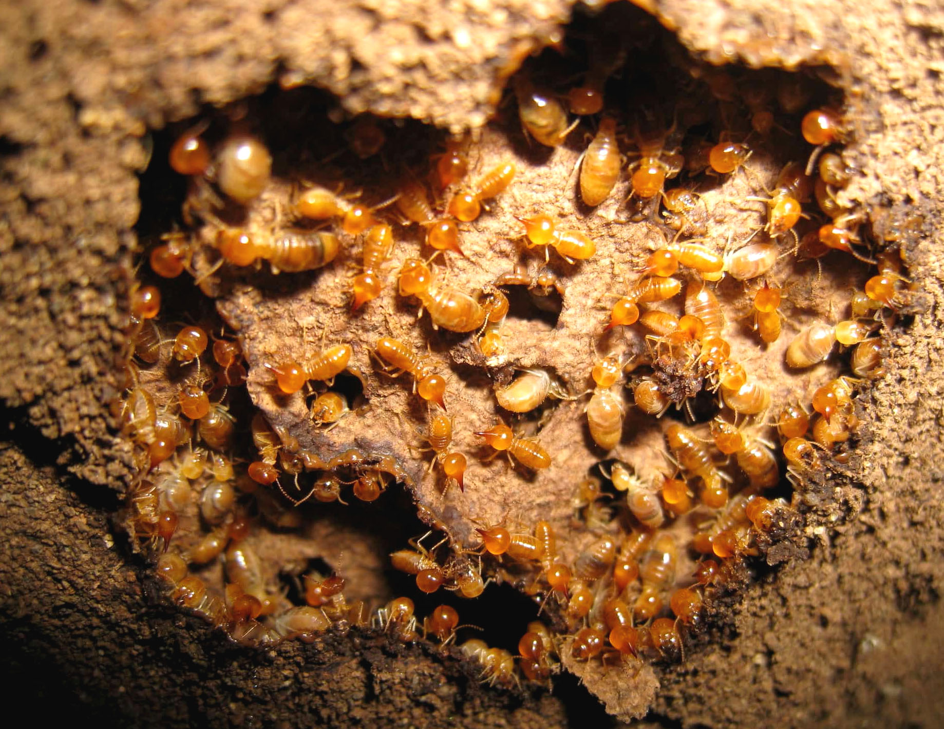 Protect Yourself From Termites | TermiteBullies