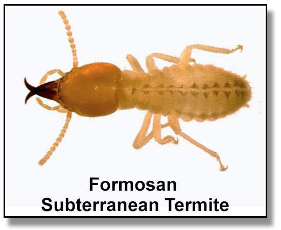 Protect Yourself From Termites | TermiteBullies